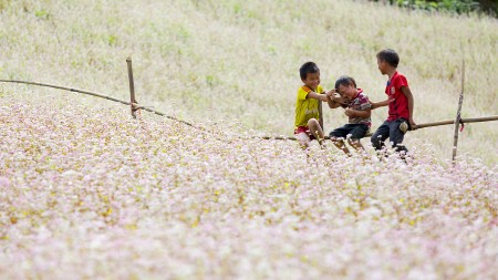 Mùa hoa tam giác mạch ở Hà Giang.